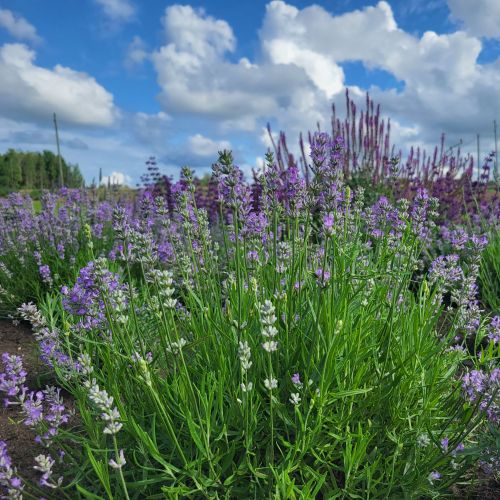 Lavanda